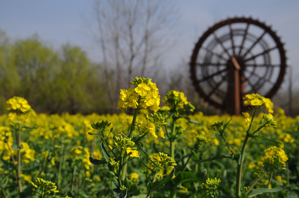 狀元雨|無塔供水器如何應用于農田灌溉？